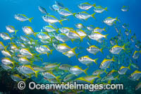 Schooling Eastern Pomfred Photo - Gary Bell