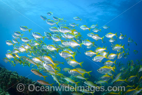 Schooling Eastern Pomfred photo Schooling Eastern Pomfred photo