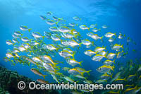 Schooling Eastern Pomfred Photo - Gary Bell