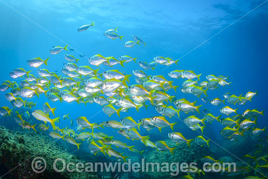 Schooling Eastern Pomfred photo