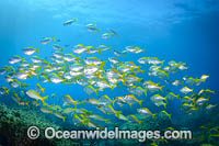 Schooling Eastern Pomfred Photo - Gary Bell