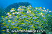 Schooling Eastern Pomfred Photo - Gary Bell