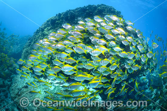 Schooling Eastern Pomfred photo