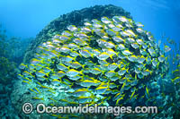 Schooling Eastern Pomfred Photo - Gary Bell