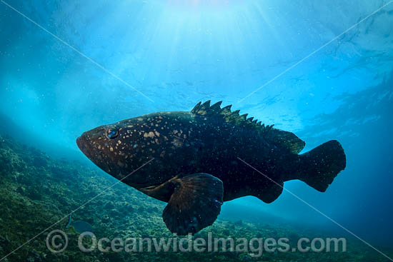 Black Cod photo Black Cod photo