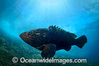 Black Cod Photo - Gary Bell