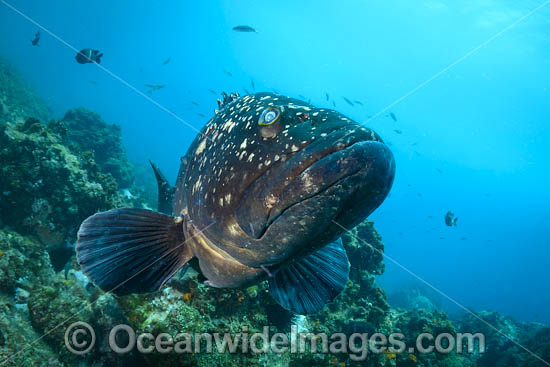 Black Cod photo Black Cod photo