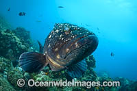 Black Cod Photo - Gary Bell