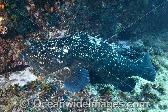 Black Cod photo Black Cod photo