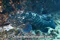 Black Cod Photo - Gary Bell