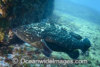 Black Cod Photo - Gary Bell