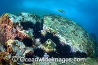 Black Sea Urchin Photo - Gary Bell
