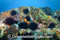 Black Sea Urchin Photo - Gary Bell