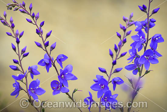 Diggers Speedwell Wildflower photo