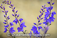 Diggers Speedwell Wildflower Photo - Gary Bell