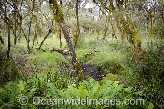 Gondwana Rainforest photo Gondwana Rainforest photo