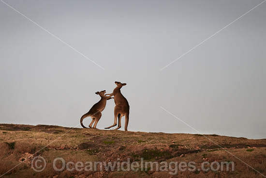 Kangaroos boxing photo