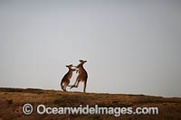 Kangaroos boxing Photo - Gary Bell