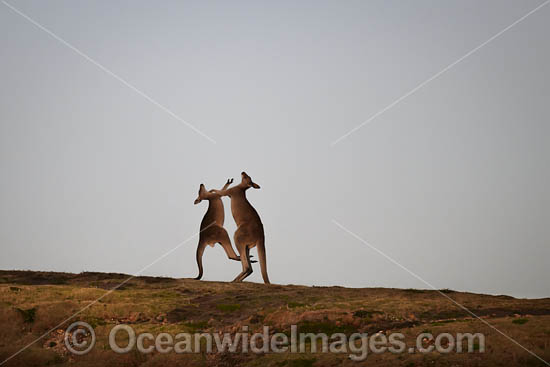 Kangaroos boxing photo