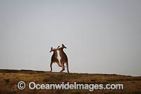 Kangaroos boxing Photo - Gary Bell