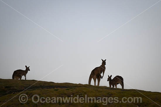 Eastern Grey Kangaroos photo Eastern Grey Kangaroos photo