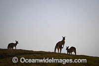 Eastern Grey Kangaroos Photo - Gary Bell