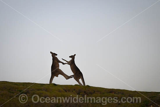 Kangaroos boxing photo