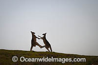 Kangaroos boxing Photo - Gary Bell