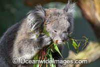 Australian Koala Photo - Gary Bell