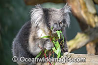 Australian Koala Photo - Gary Bell