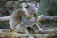 Australian Koala Photo - Gary Bell