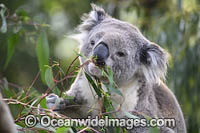 Australian Koala Photo - Gary Bell