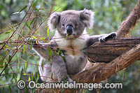 Australian Koala Photo - Gary Bell