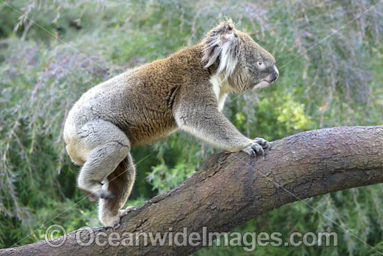 Australian Koala photo Australian Koala photo
