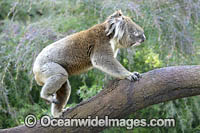 Australian Koala Photo - Gary Bell
