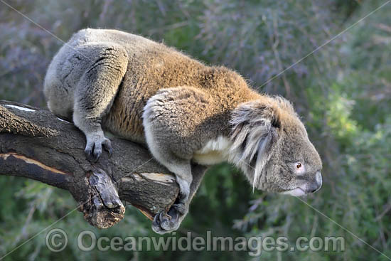 Australian Koala photo