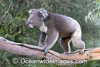 Australian Koala Photo - Gary Bell