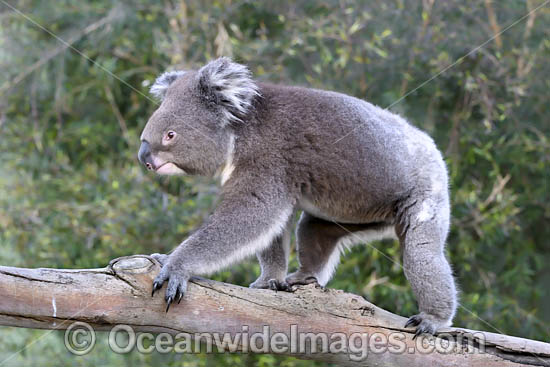 Australian Koala photo Australian Koala photo