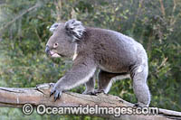 Australian Koala Photo - Gary Bell