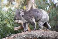 Australian Koala Photo - Gary Bell