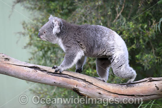 Australian Koala photo Australian Koala photo