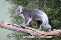 Australian Koala Photo - Gary Bell