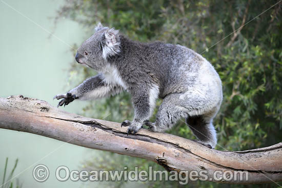 Australian Koala photo Australian Koala photo