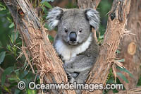 Australian Koala Photo - Gary Bell