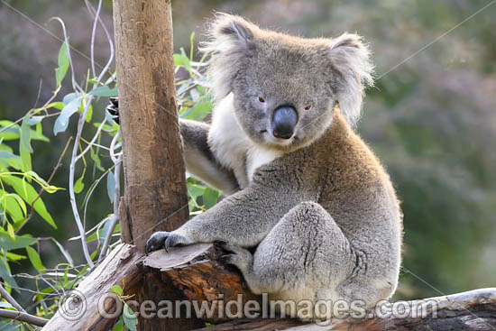 Australian Koala photo