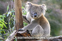 Australian Koala Photo - Gary Bell