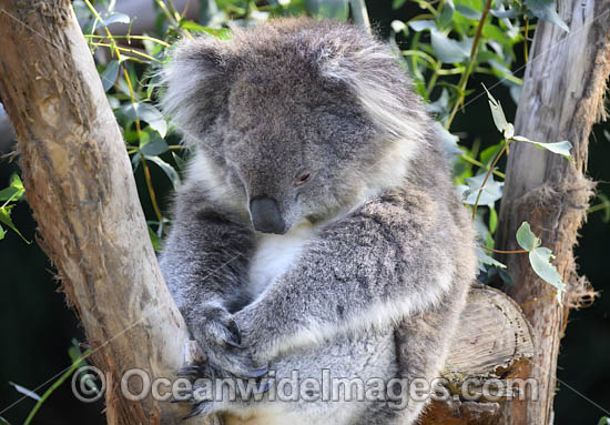 Australian Koala photo Australian Koala photo