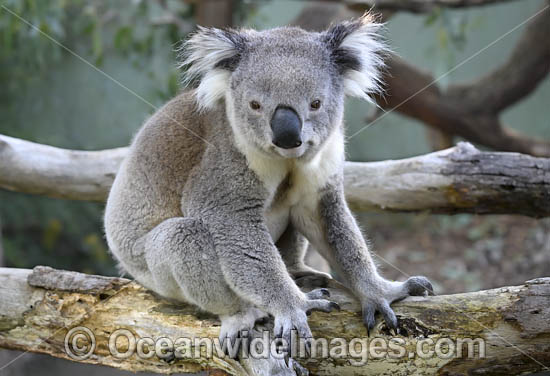 Australian Koala photo Australian Koala photo