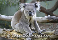 Australian Koala Photo - Gary Bell