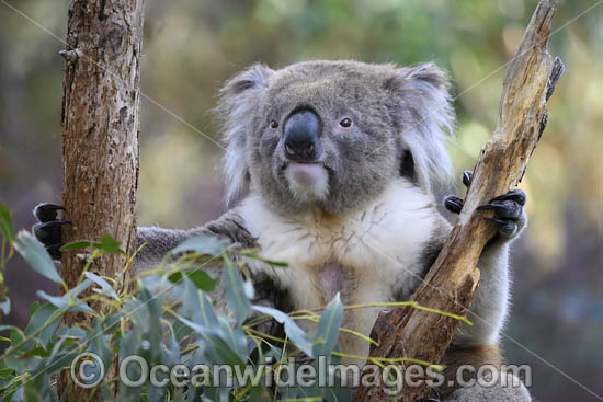 Australian Koala photo